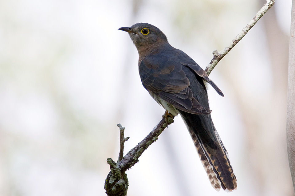 Fan-tailed Cuckoo (Cacomantis flabelliformis)